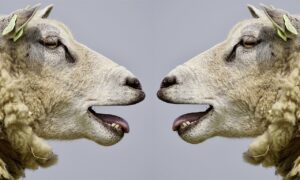 国家資格を取得するための通信講座の短期プランは？